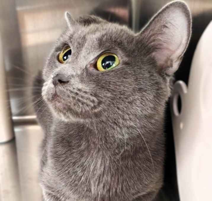 Photo of Khaleesi