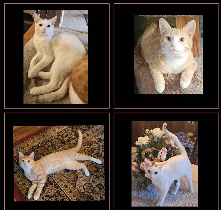 Photo of Ace and Jazz (Bonded Brothers)