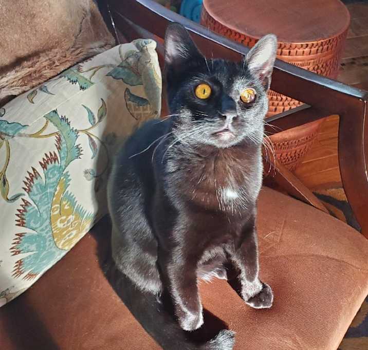 Photo of Napoleon
