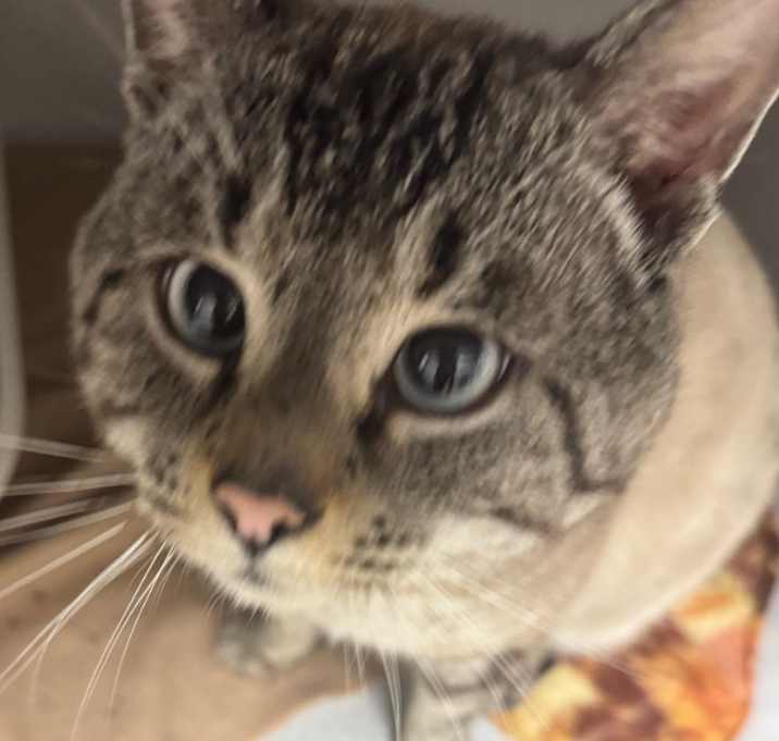 Photo of Atlas