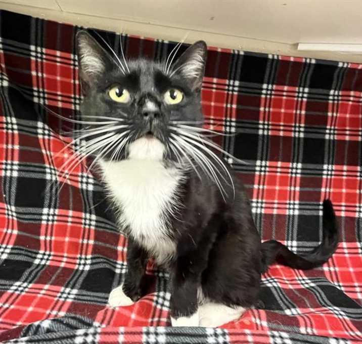Photo of NEBULA (NEED FOSTER OR RESCUE)