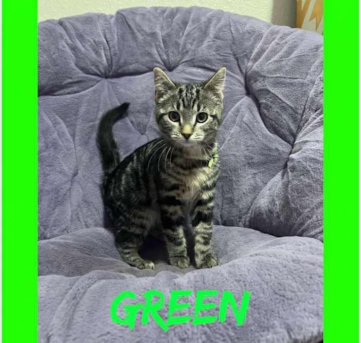 Photo of Kittens in Soldotna - page 1