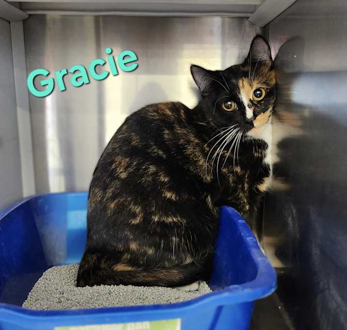 Photo of Gracie