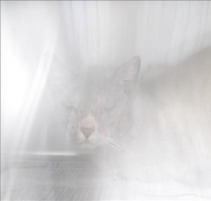 Photo of OTIS