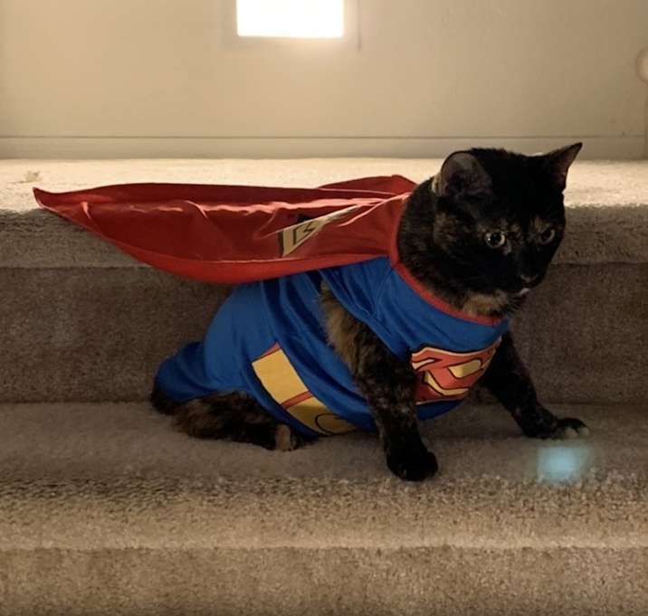 Photo of Kitty