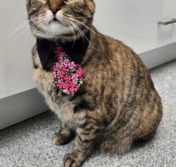 Photo of Ms. Kitty