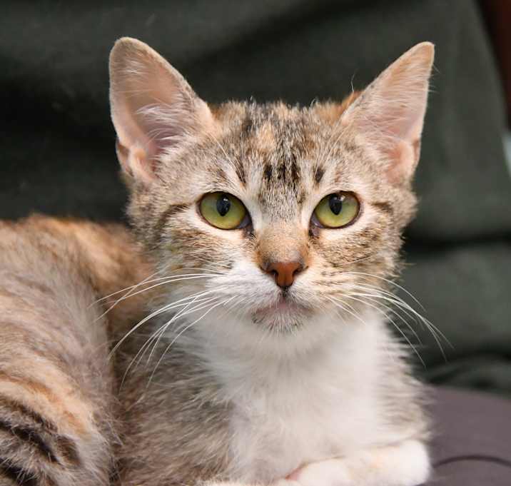 Photo of Latte