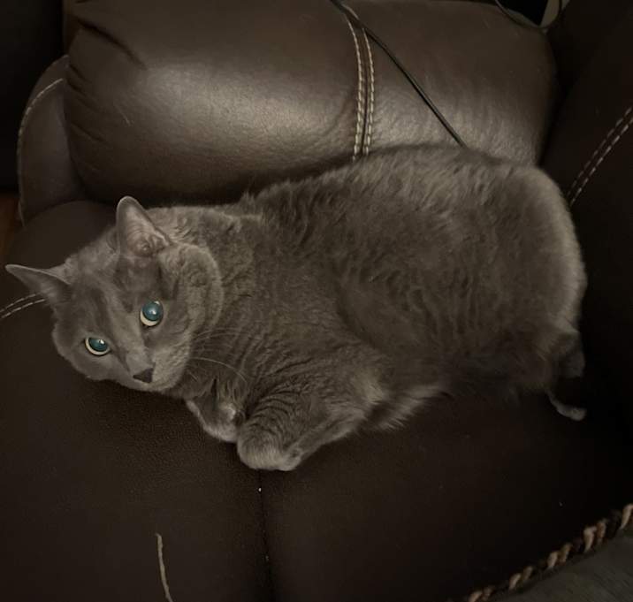 Photo of Kitty