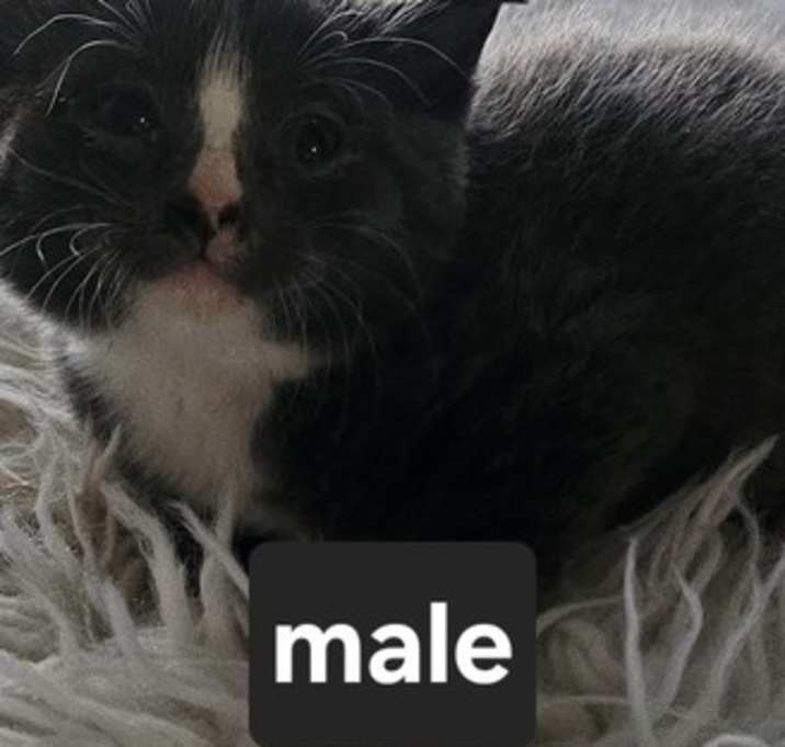 Photo of Brower pre-adoption