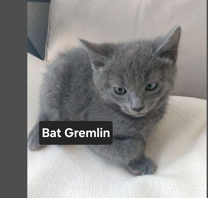 Photo of Bat the Gremlin