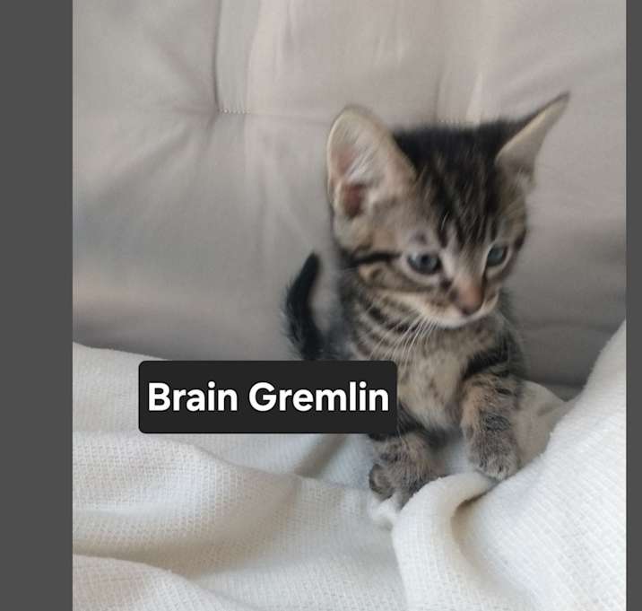 Photo of Brain the Gremlin