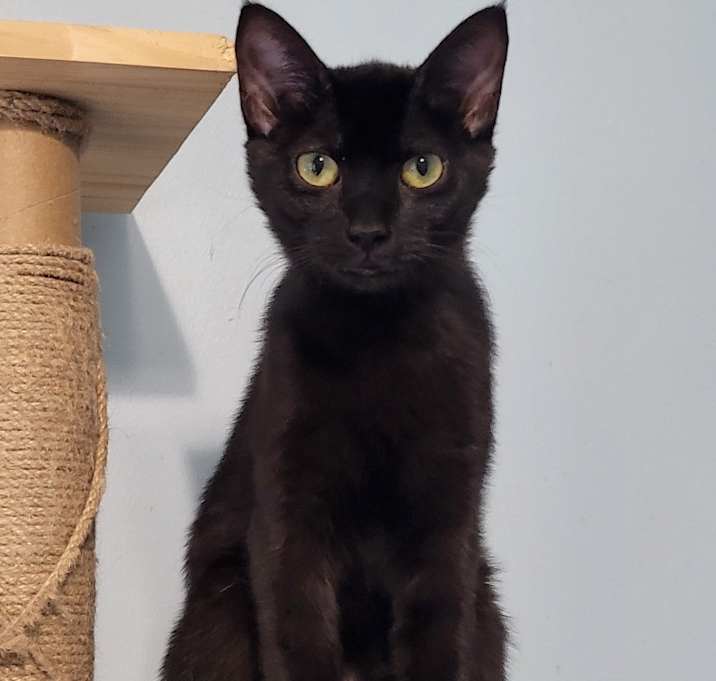 Photo of Seraphina