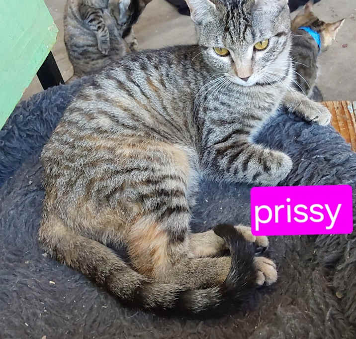 Photo of Prissy