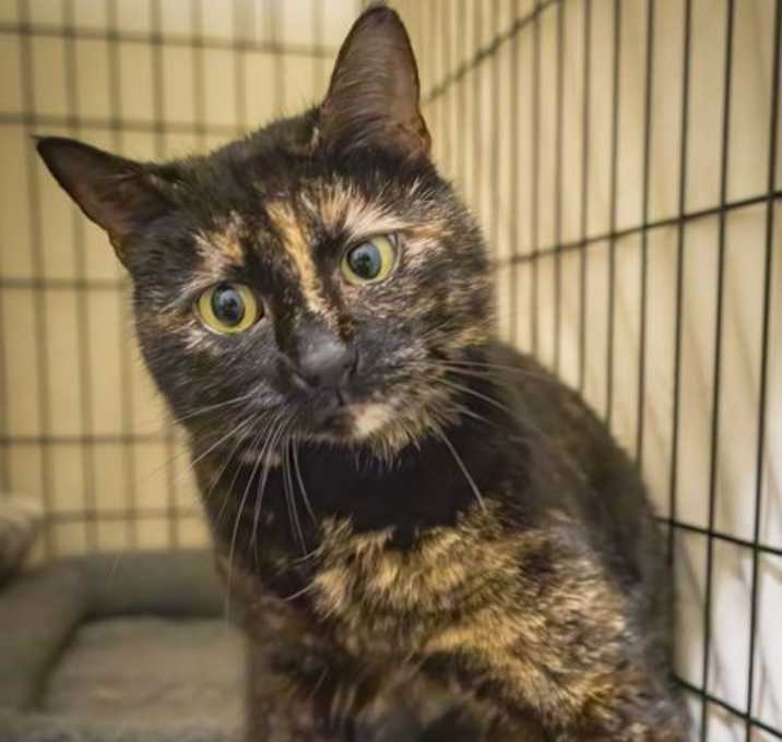 Photo of Bellini (FCID# 04/03/2025 - 19)