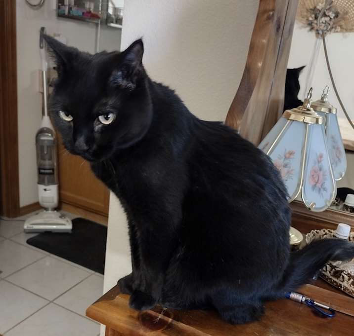 Photo of Cocoa