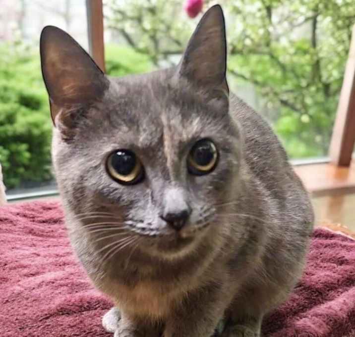 Photo of Smokey