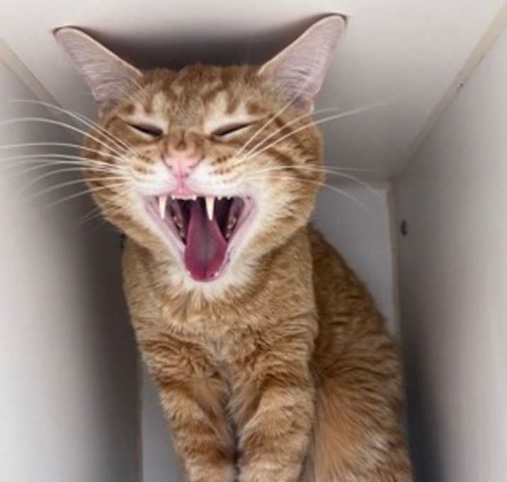 Photo of Gingy (Working Whiskers)