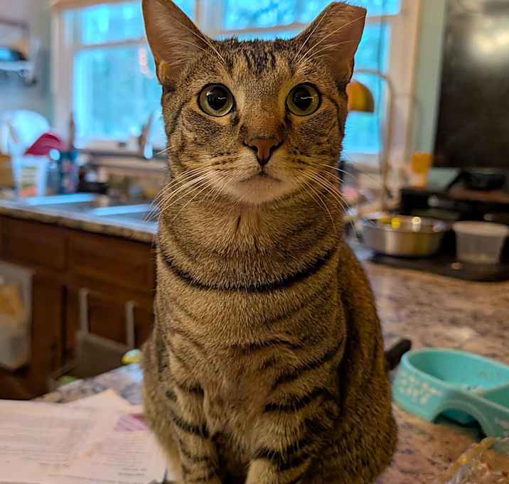 Photo of Lady
