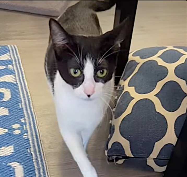 Photo of Fancy