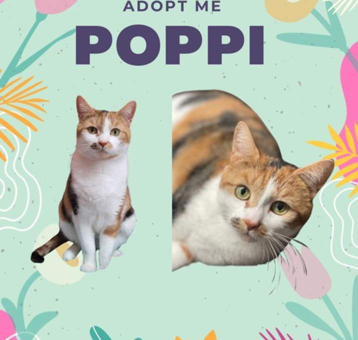 Photo of Poppi - an adorable purring sweetheart