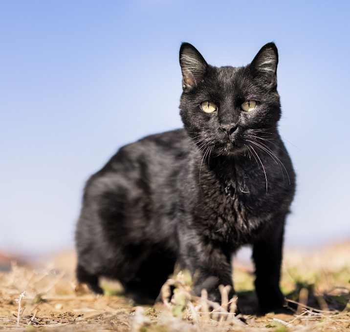 Photo of Sirius