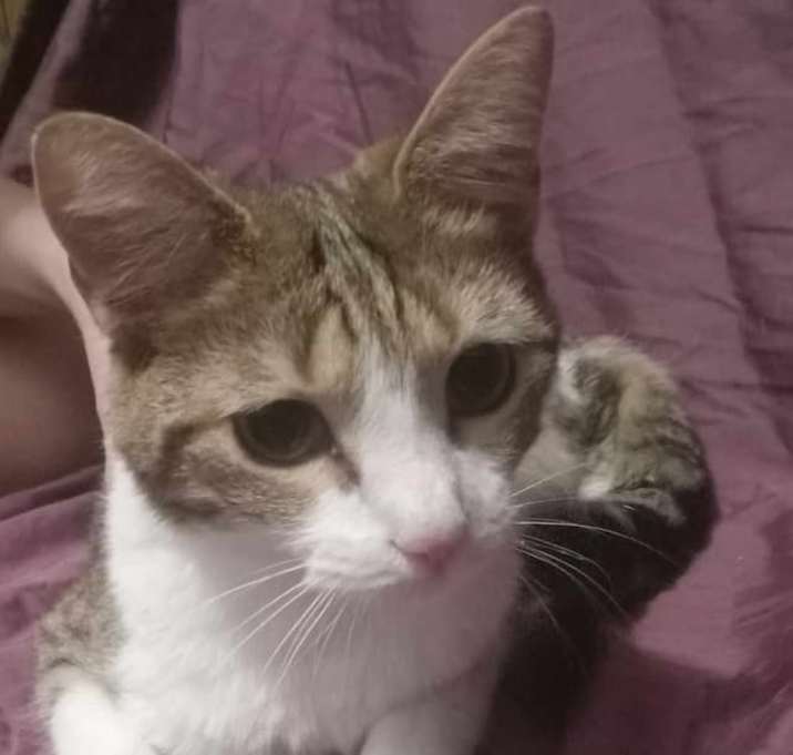 Photo of Pearl