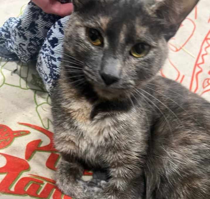 Photo of Tiggress