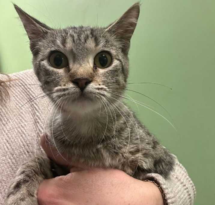 Photo of Midnight