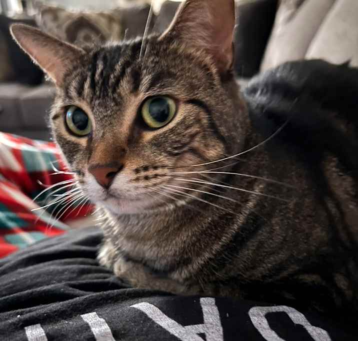 Photo of Duchess aka Tiny Tot