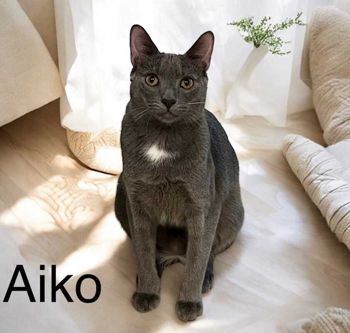 Photo of Aiko (Tipsy Tabby)