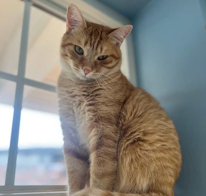 Photo of Tigger
