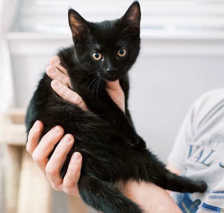Photo of Sebastian (Sebby)