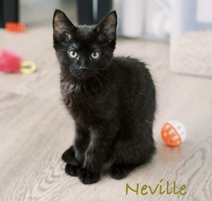 Photo of Neville (Nevi)