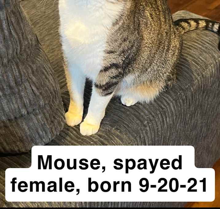 Photo of Mouse