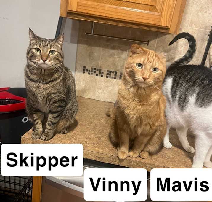 Photo of Skipper