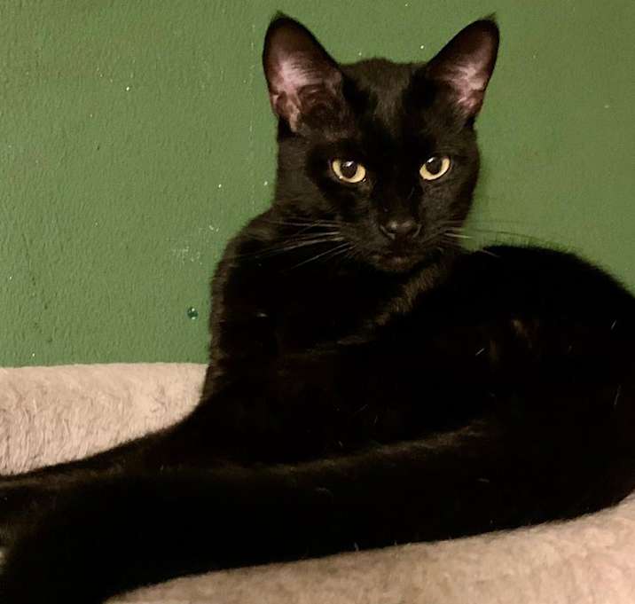 Photo of Binx