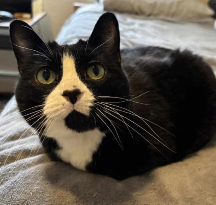 Photo of Tazzie