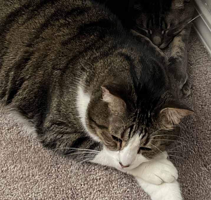 Photo of Jack & Asher (Bonded Pair)