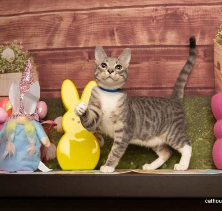 Photo of Mittens