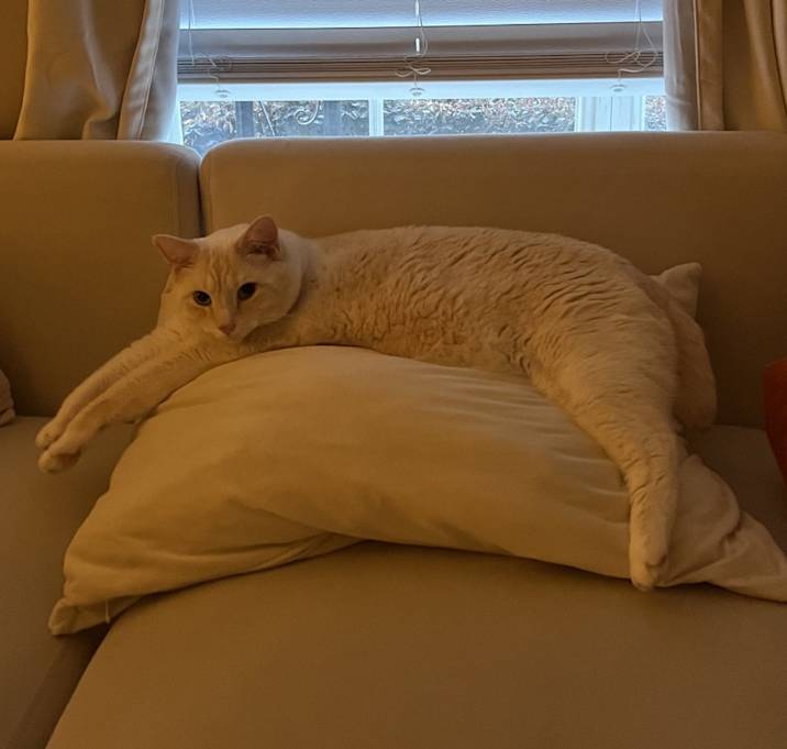 Photo of Henry