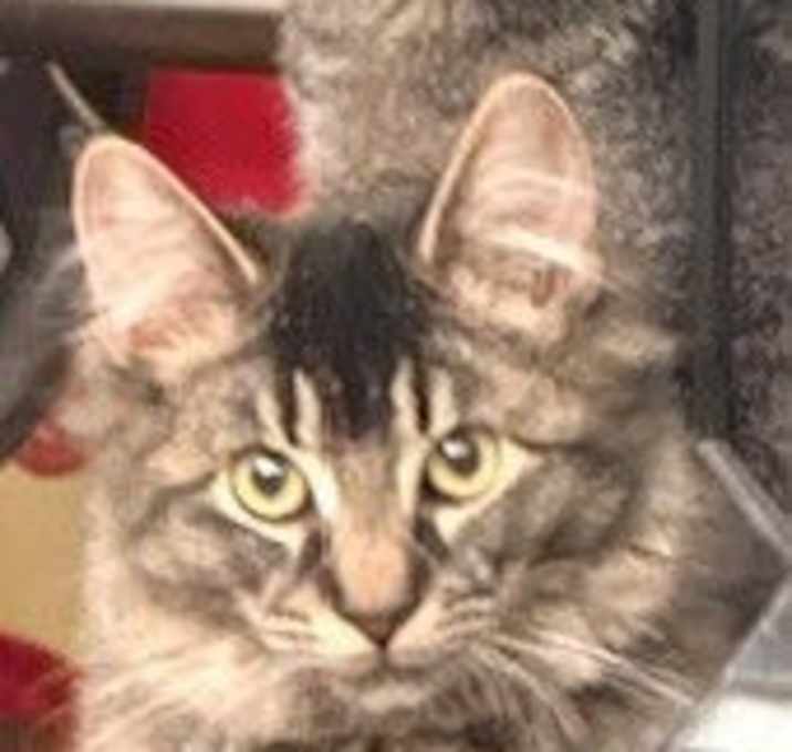 Photo of Olive and Pickle (We are Supposedly UNadoptable!)