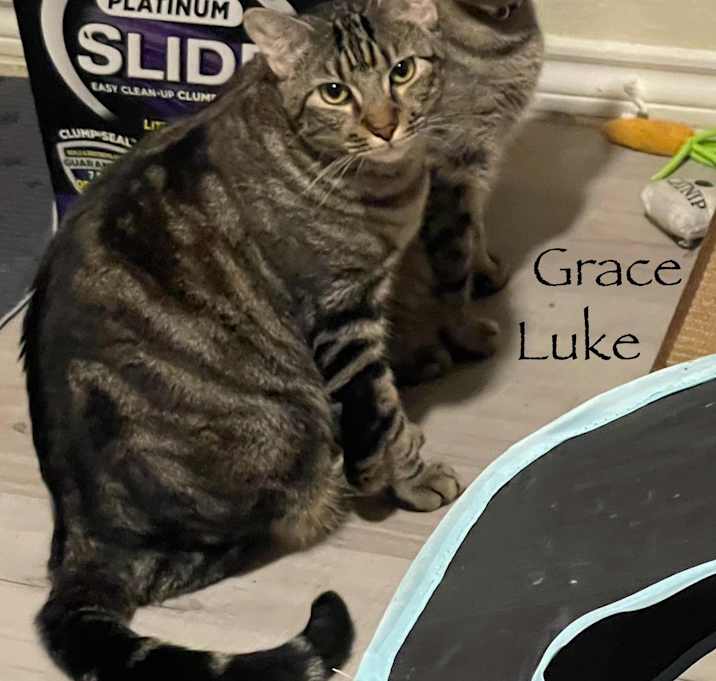 Photo of Luke & Grace (bonded pair)