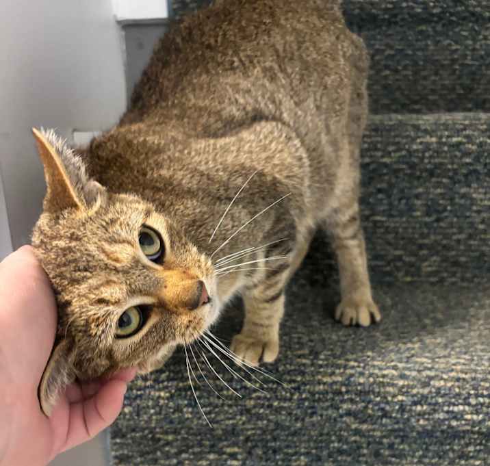 Photo of Delilah