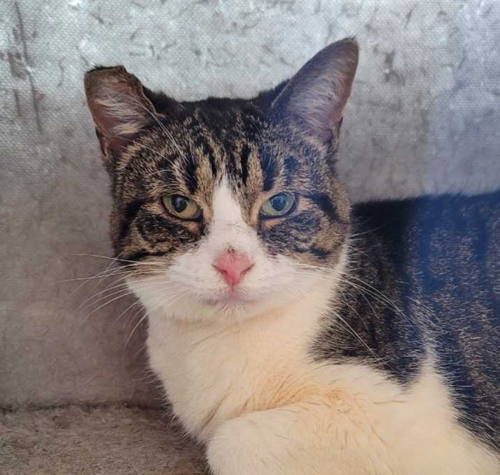 Photo of Misty
