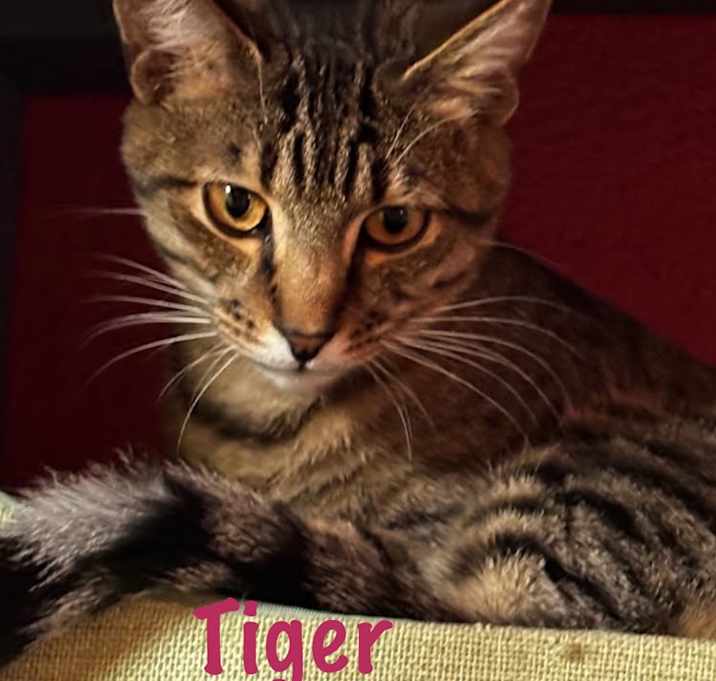 Photo of Tiger