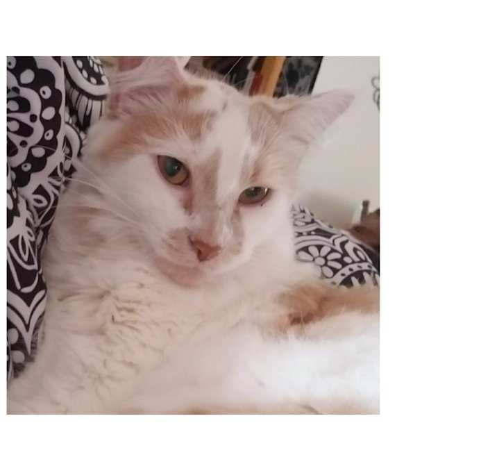 Photo of Thor