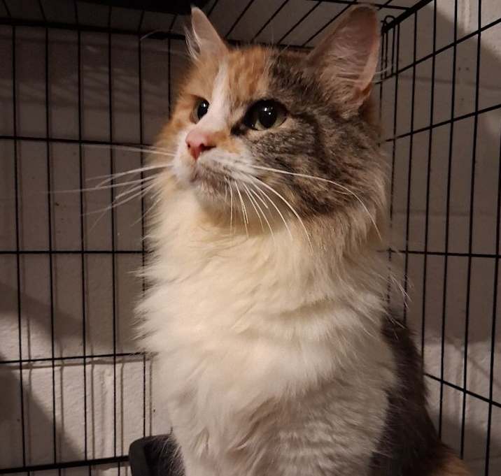 Photo of Jewel