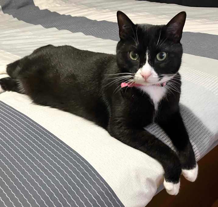 Photo of Piper