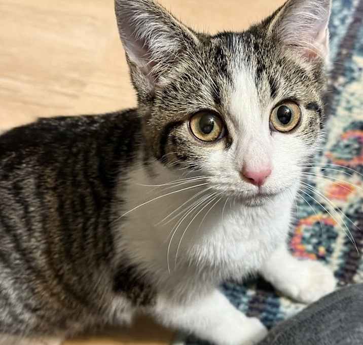 Photo of Star