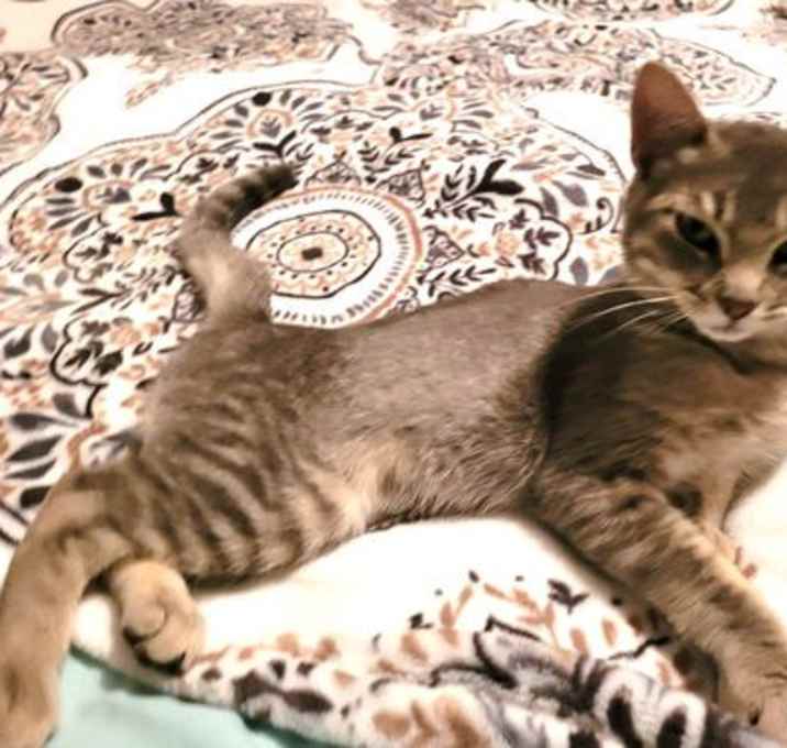 Photo of Smug